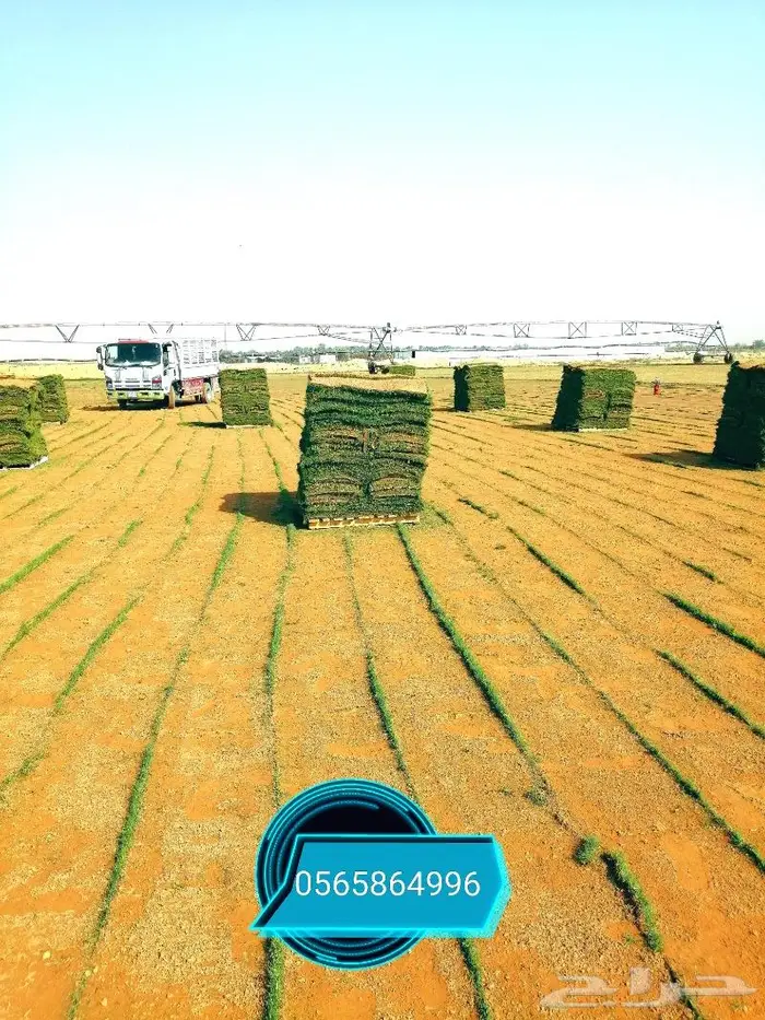 ثيل طبيعي C2000 4