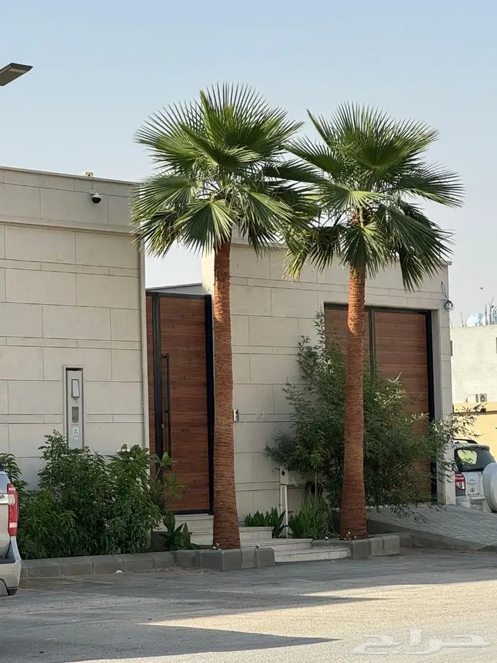 نخل واشنطونيا زينه للبيع 3