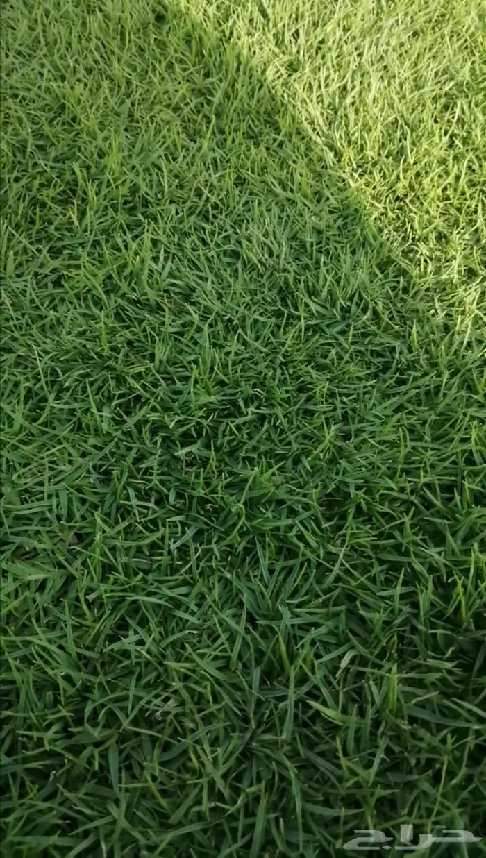 ثيل طبيعي C2000 0