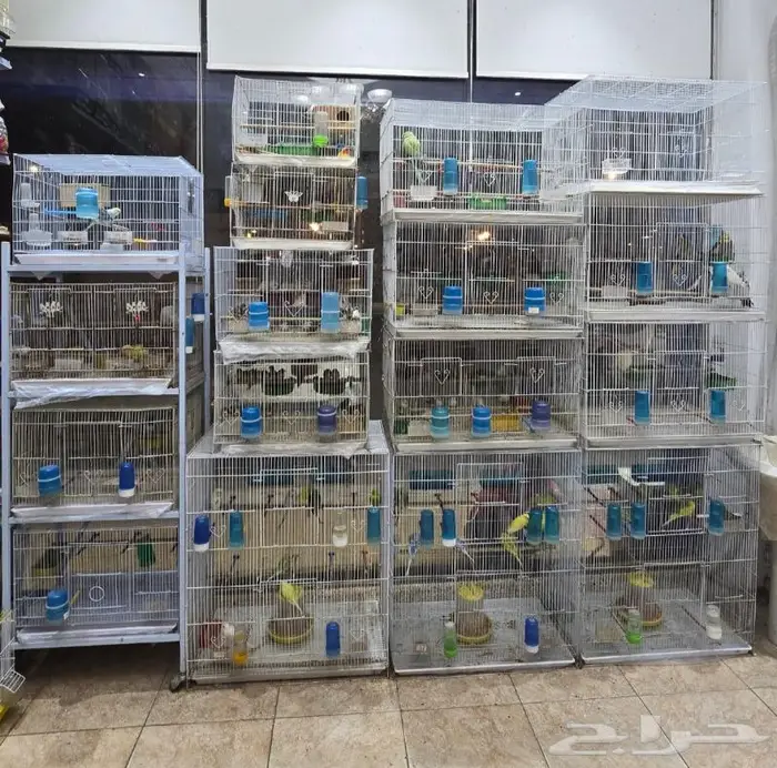 سرلاك طيور زينة واعلاف طيور ومستلزماتها 57