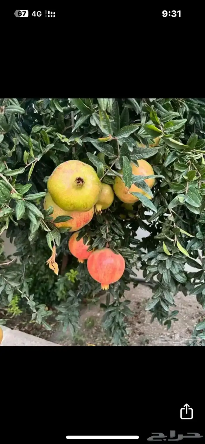 شتلات مثمرة وعطريات 3