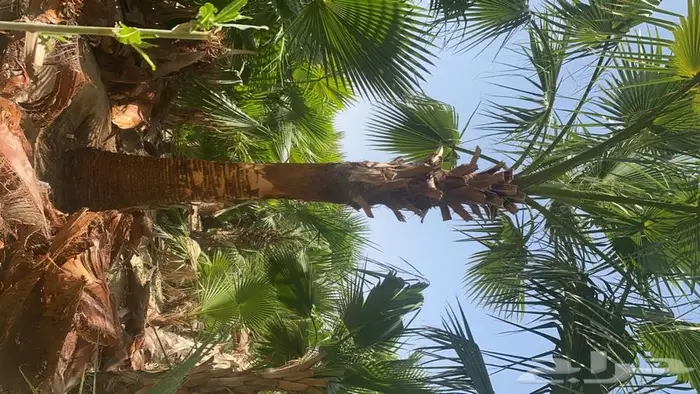 نخل واشنطونيا زينه للبيع 9