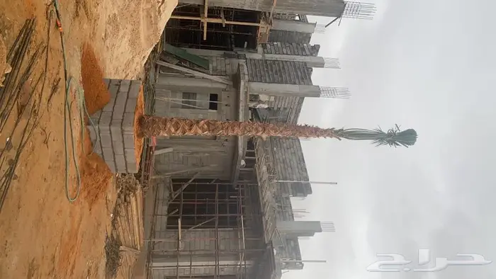 نخل واشنطونيا زينه للبيع 6