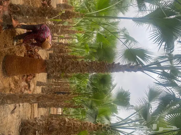 نخل واشنطونيا زينه للبيع 8