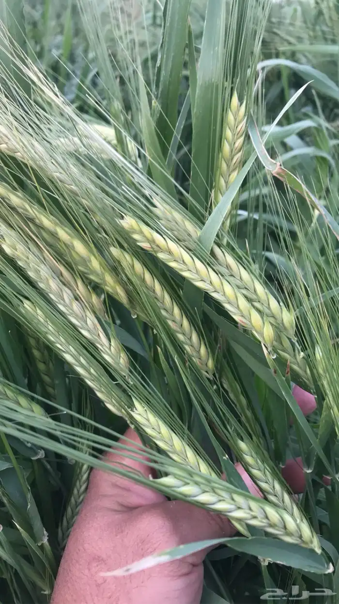 شعير بلدي درجة اولى سويق خض ار 0