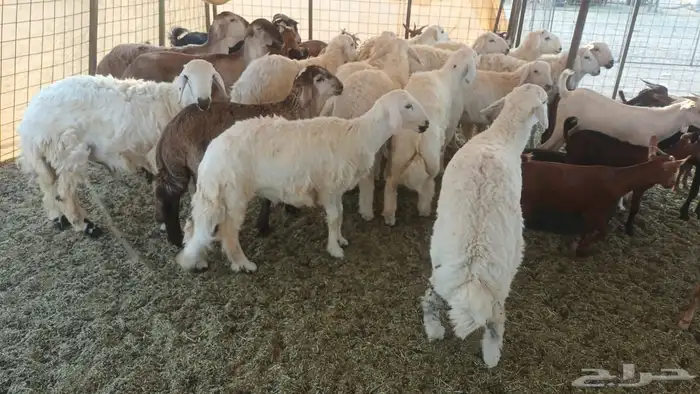 ذبيحتك لباب بيتك راجع التقييم 2