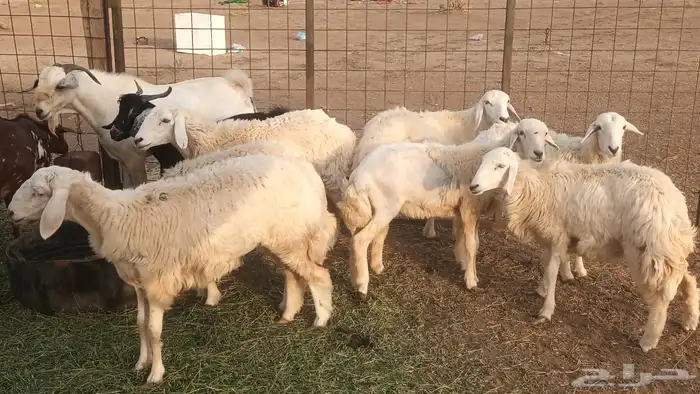 ذبيحتك لباب بيتك راجع التقييم 36