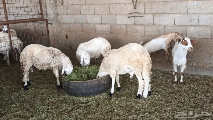 ذبيحتك لباب بيتك راجع التقييم 52