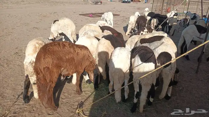ذبيحتك لباب بيتك راجع التقييم 33