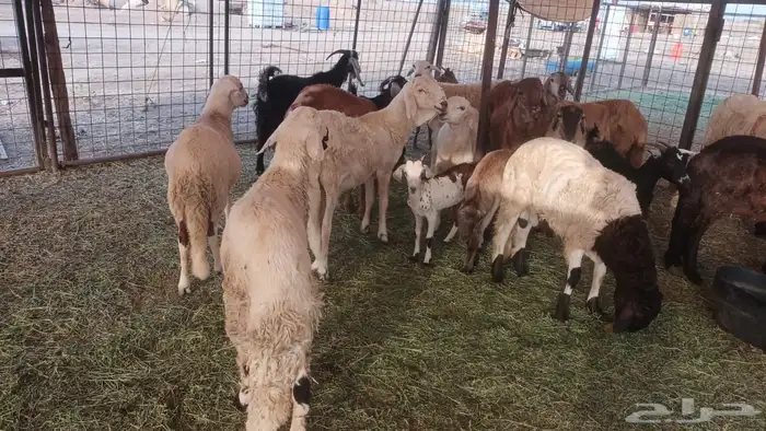 ذبيحتك لباب بيتك راجع التقييم 37