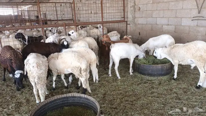 ذبيحتك لباب بيتك راجع التقييم 54