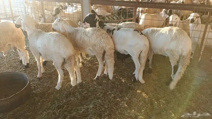 ذبيحتك لباب بيتك راجع التقييم 46