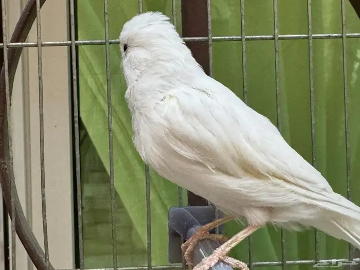 ذكر كناري سوري ابيض مغرد 3