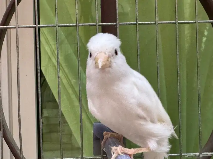 ذكر كناري سوري ابيض مغرد 0