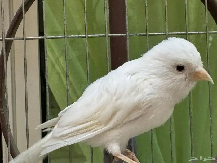 ذكر كناري سوري ابيض مغرد 1