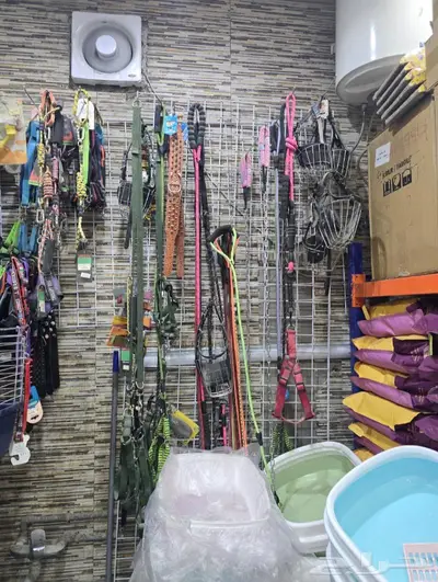 سلاحف برية وبرمائية وسمك فايتر محل نوادر 13