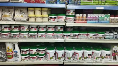 سلاحف برية وبرمائية وسمك فايتر محل نوادر 60