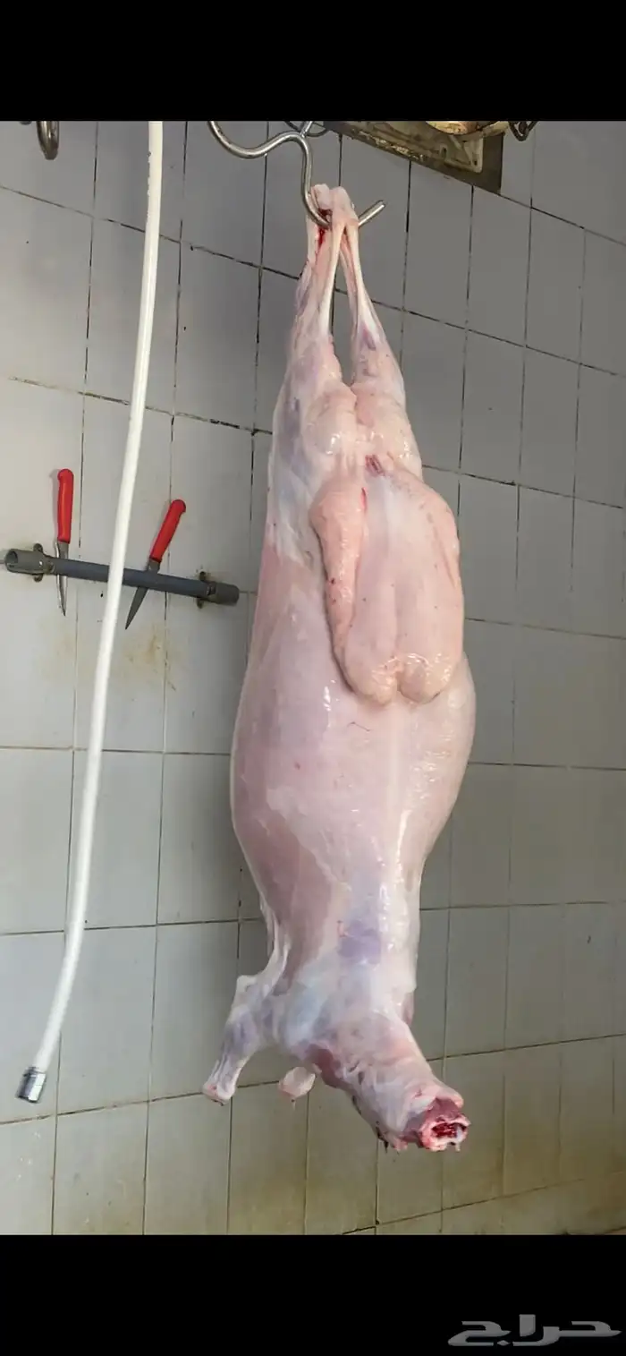 ذبايح ثلاجه حريه مع الذبح والتوصيل 0