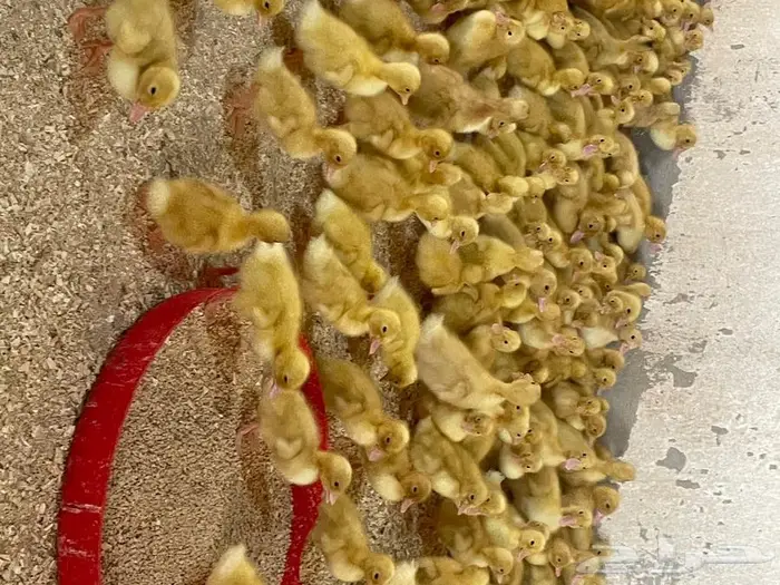 صوص بط بكيني 0