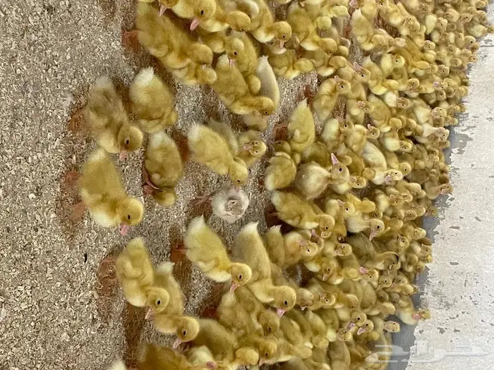 صوص بط بكيني 1