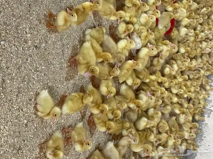 صوص بط بكيني 2
