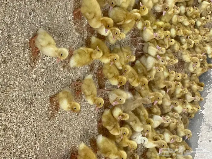 صوص بط بكيني 3