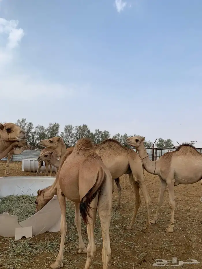 حواشي سواكن فاخره 0