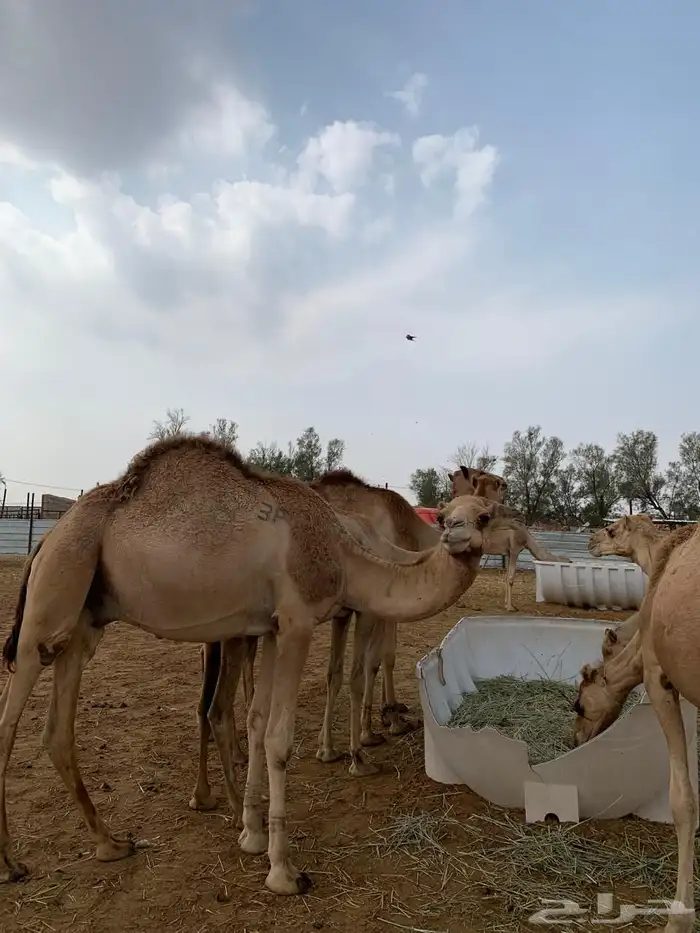 حواشي سواكن فاخره 1