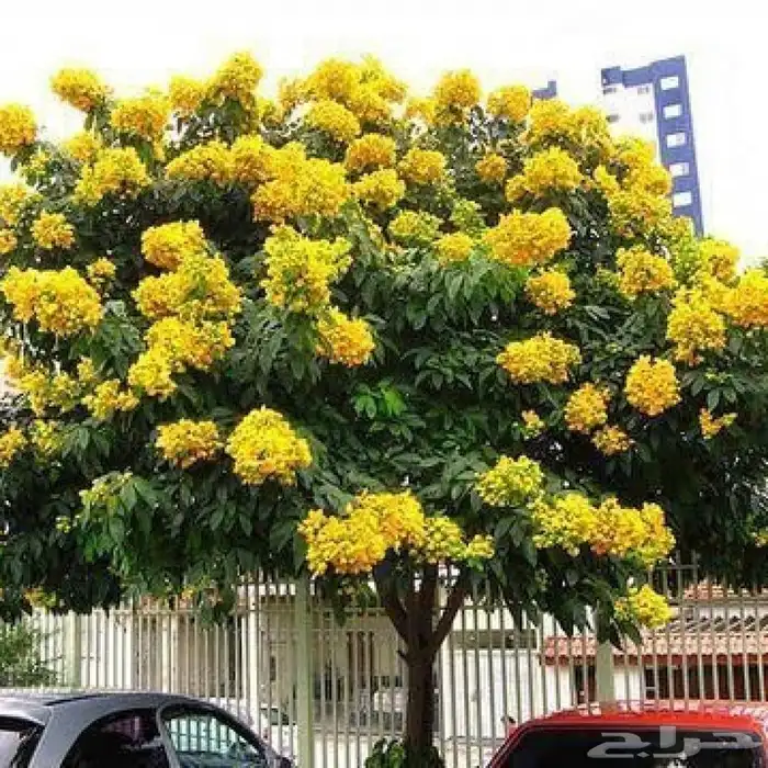 بذور كاسيا جلوكا للبيع 5