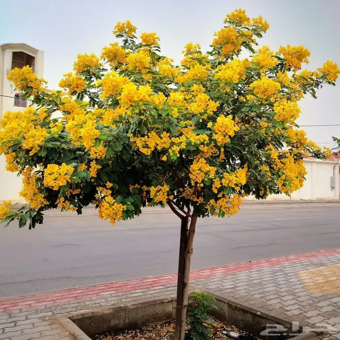 بذور كاسيا جلوكا للبيع 3