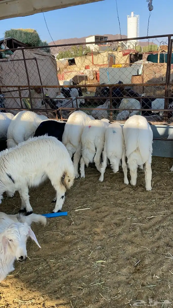 ذبايح نجران 3