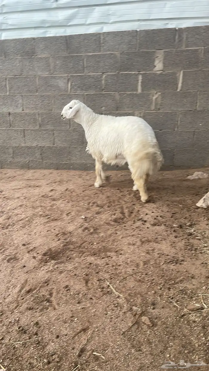 ذبايح حري ونعيمي وتيوس 1