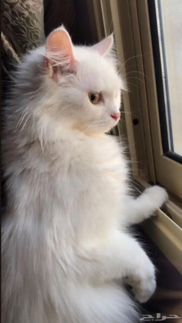 قطط الاحساء 0