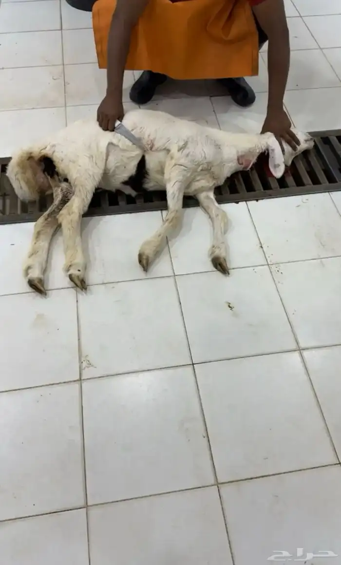 ذبايح نجران 0