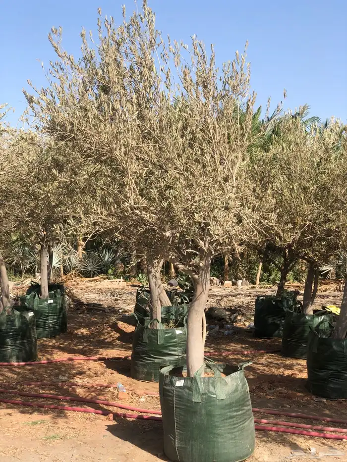 شجرة الزيتون 2