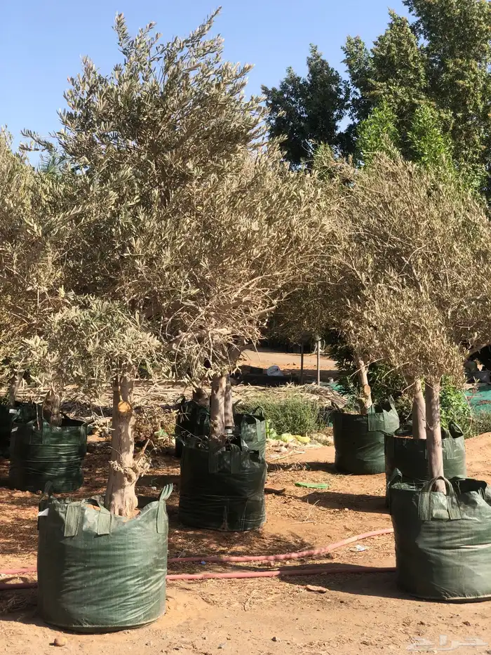 شجرة الزيتون 0