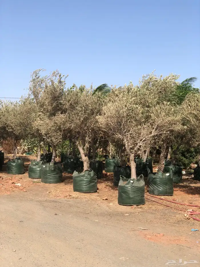 شجرة الزيتون 1