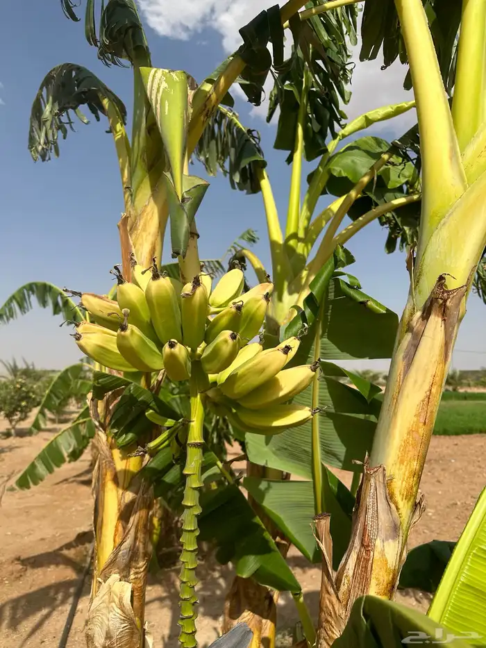 موز شتلات منتج. العدد محدود 0