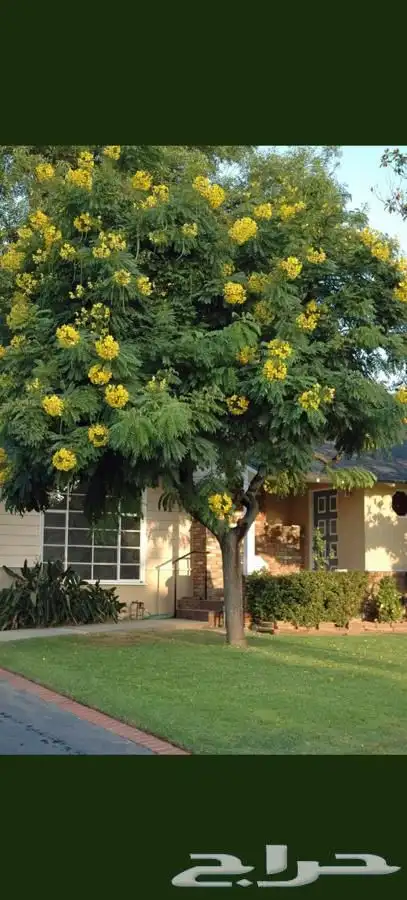 بذور كاسيا جلوكا للبيع 0