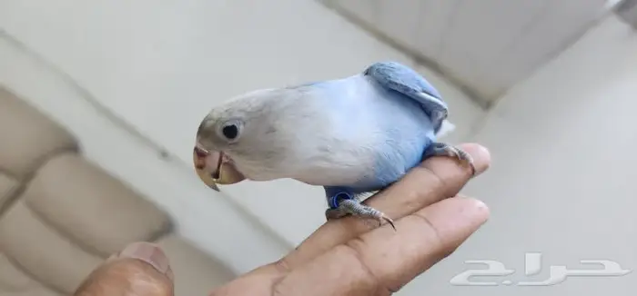 روز اليف وهدد 0