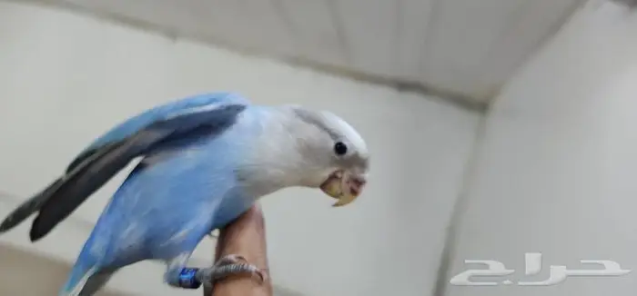روز اليف وهدد 4