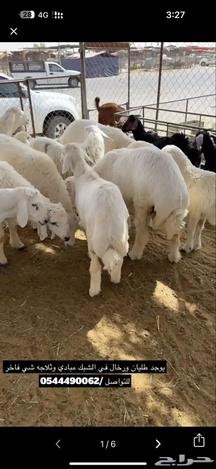 ذبايح نجران 1