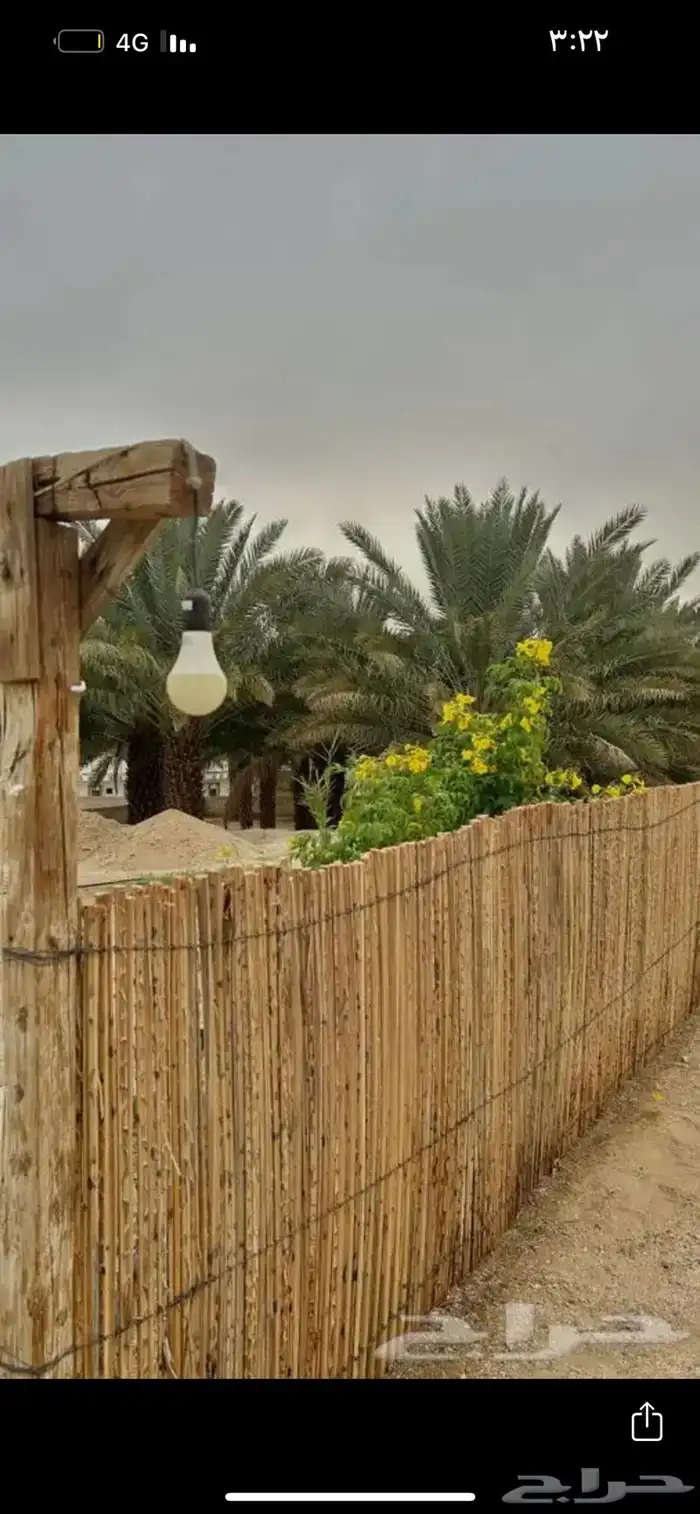 جريد نخل خزاز 1
