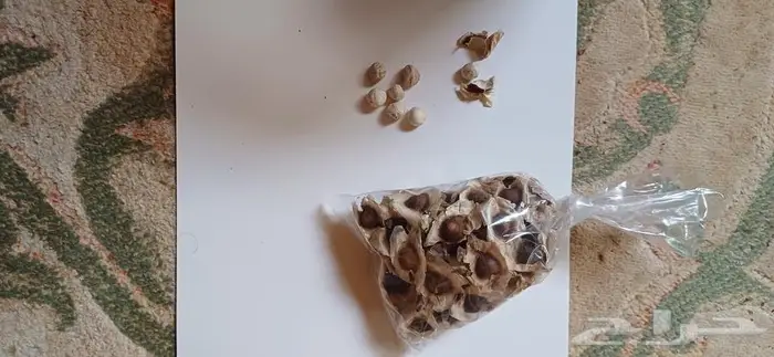 بذور المورنجا 1