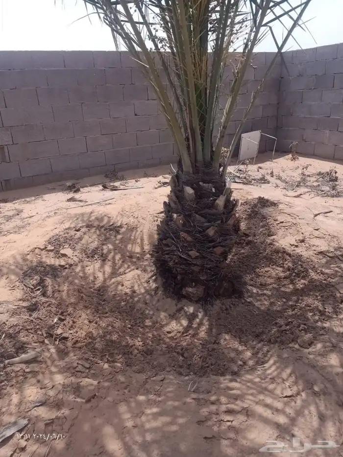 جثايث اخلاص طيبه مثمره توصيل الى جميع المناطق 0