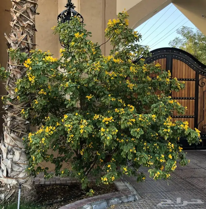 بذور كاسيا جلوكا للبيع 4