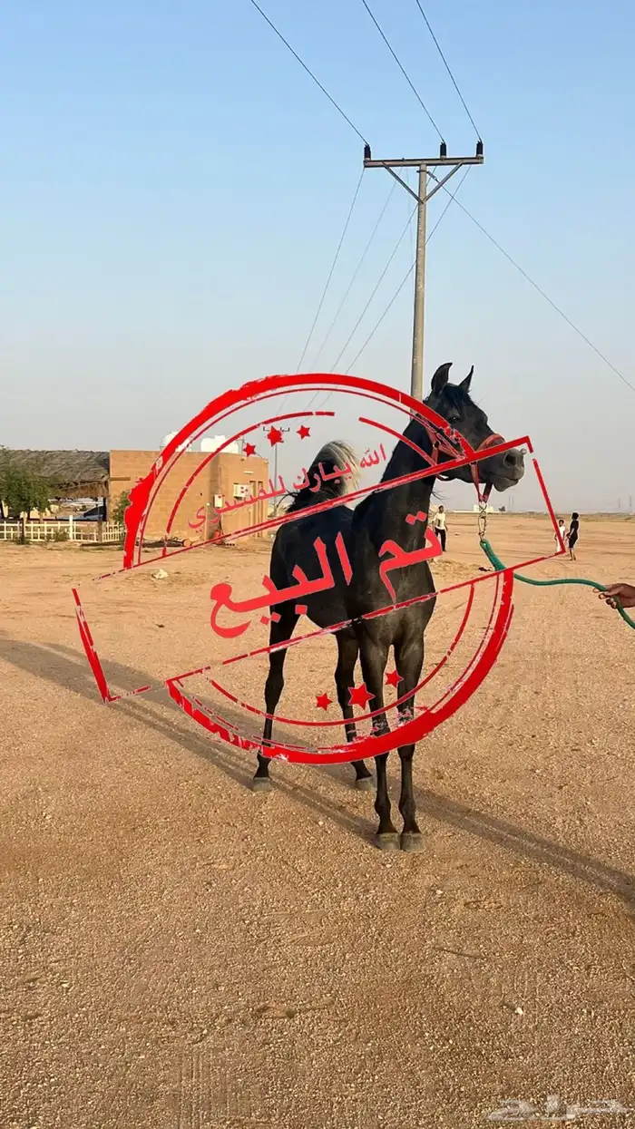 مهر واهو 0