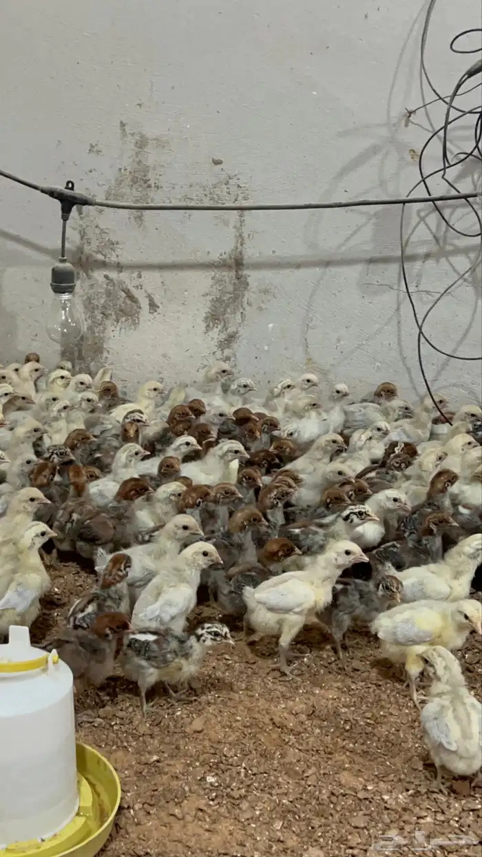 للبيع صوص فيومي الامنيوم وشبابي 1