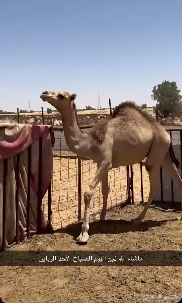 حواشي سواكن وعربي 2