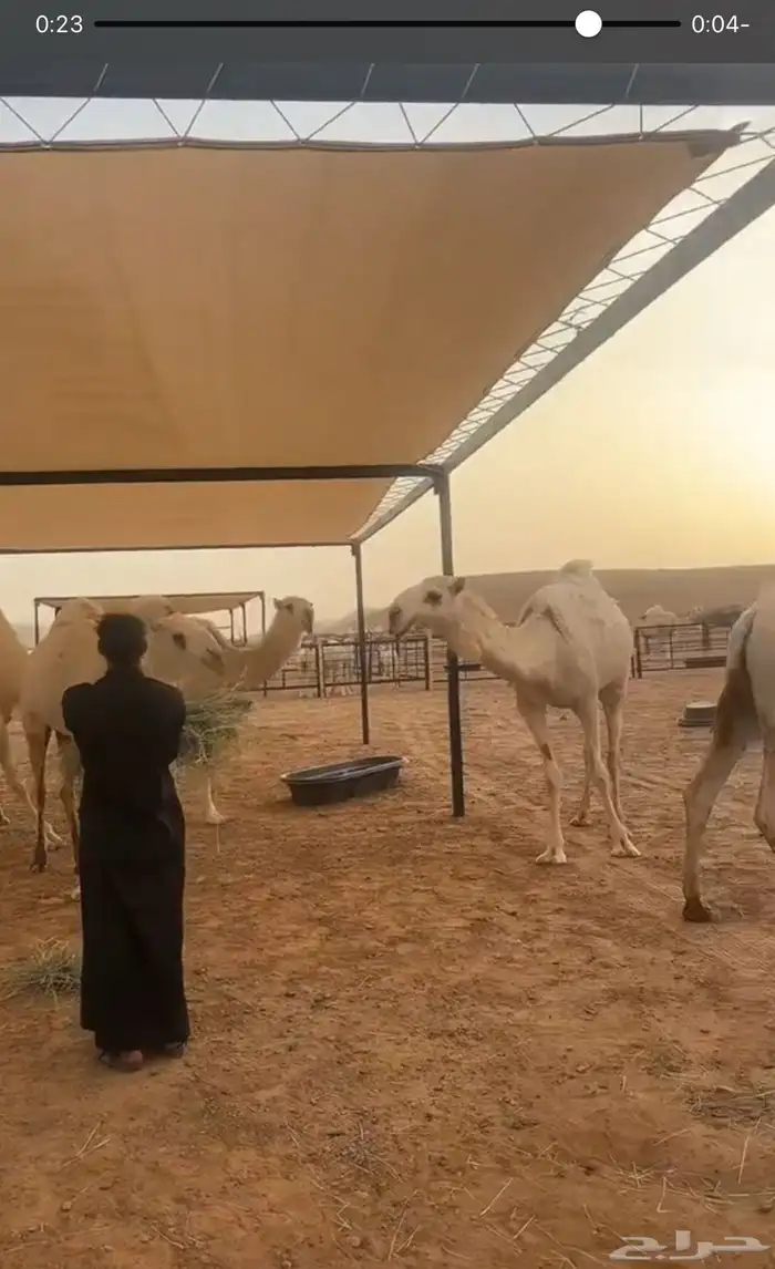 مضلات ابل مضلات اغنام مضلات سيارة تفصيل جميع المقاسات 2